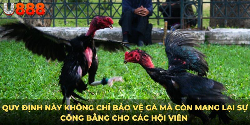 Quy định này không chỉ bảo vệ gà mà còn mang lại sự công bằng cho các hội viên