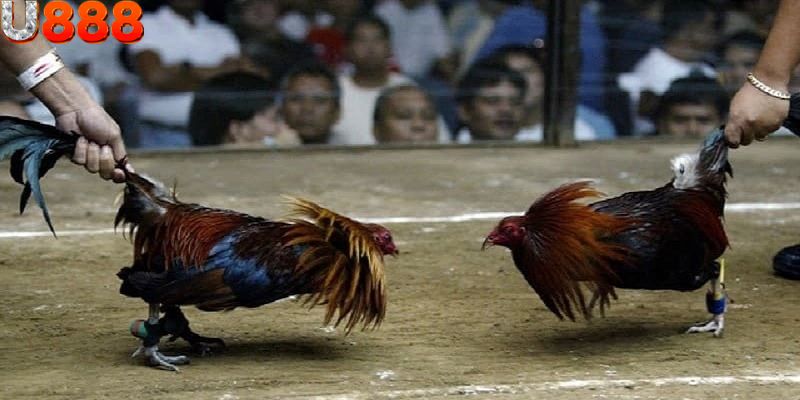 Đá gà cựa tròn khá thú vị và độc đáo