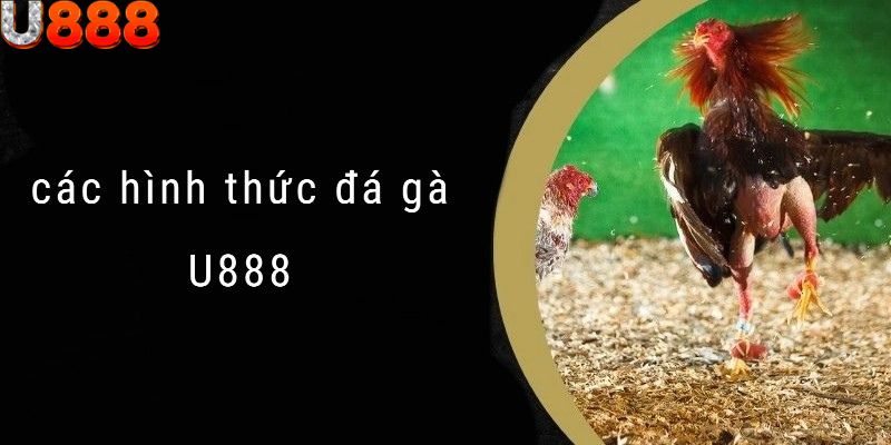 Các hình thức đá gà đã quá quen thuộc với khách hàng