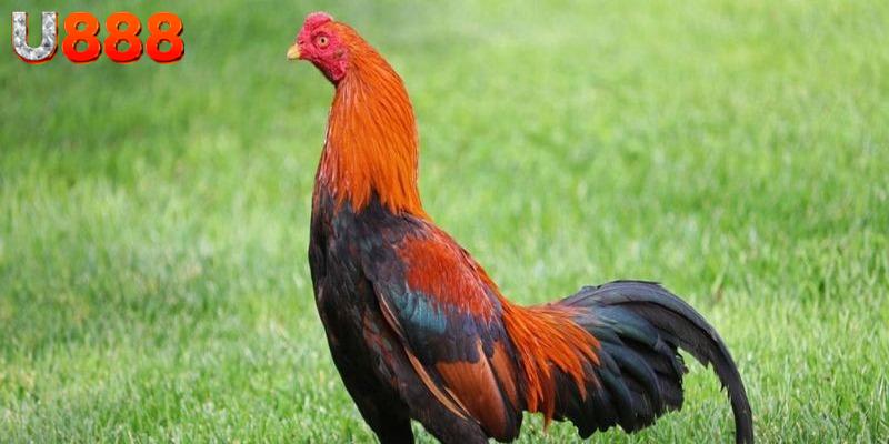 Các màn đối kháng của các kê thủ đầy kịch tính